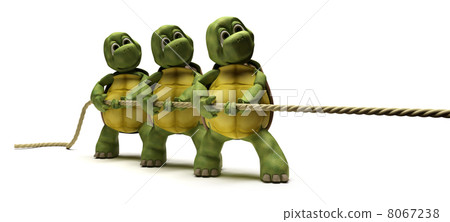 Tortoises pulling on a rope Tortoises pulling on a rope 8067238