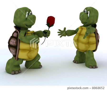 tortoise with romantic gift tortoise with romantic gift 8068652