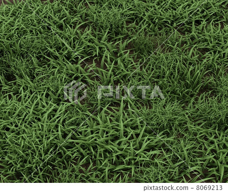 fresh green grass background 8069213