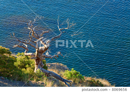 Tree and coast 8069656