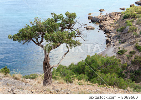 juniper tree on rock on sea background juniper tree on rock on sea background 8069660