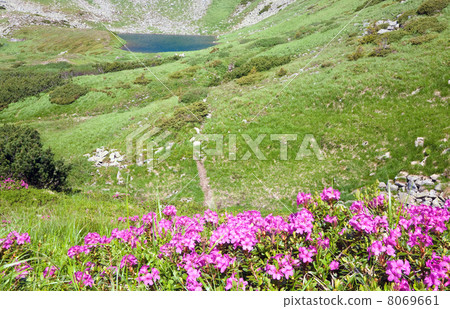 Rhododendron flowers near mountain lake Rhododendron flowers near mountain lake 8069661