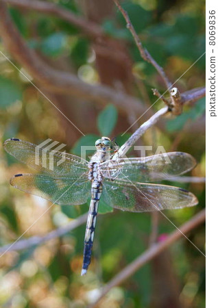 Shiokaratombo停在樹枝上（女）：Mugiwararatombo 8069836