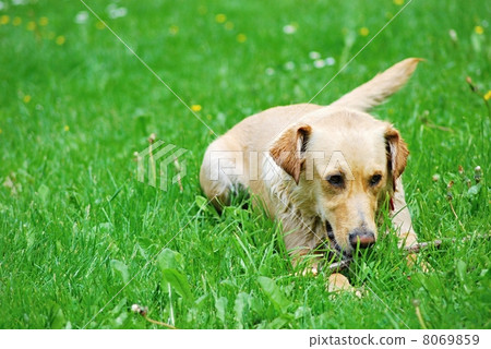 Playing dog 8069859