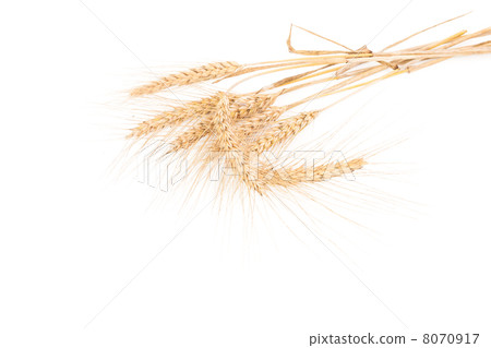 ears of wheat isolated on white 8070917