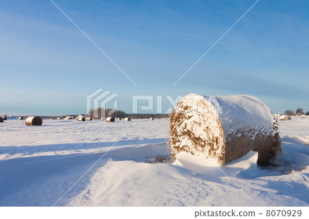 Hay bales on the field 8070929