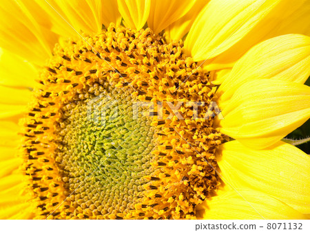 yellow sunflower fragment macro (background) 8071132