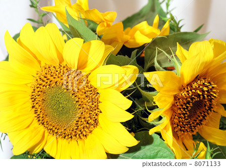 sunflower bouquet 8071133