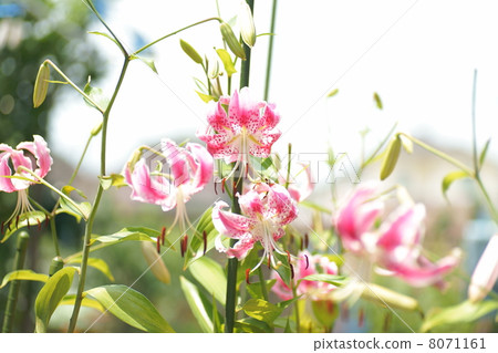 Yuriko Kanoko·Pink 8071161