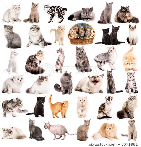 Group of cats 8071981