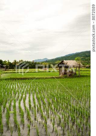 Rice field. Bali, Indonesia Rice field. Bali, Indonesia 8072089