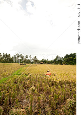 Female workers harvesting rice. Bali, Indonesia 8072191