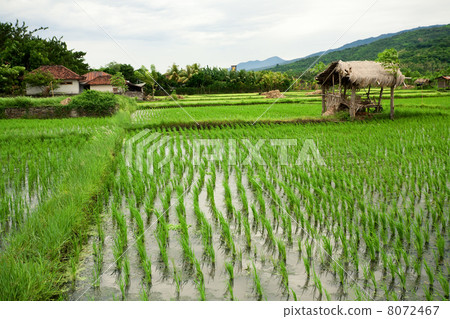 Rice field. Bali, Indonesia 8072467