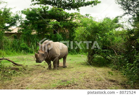 Rhinoceros is in the Safary park. Rhinoceros is in the Safary park. 8072524