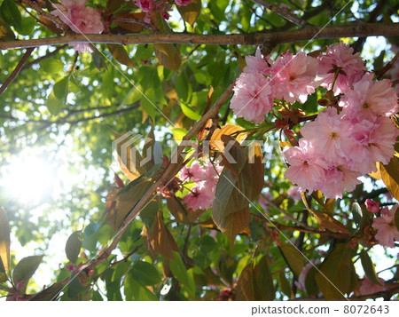Double cherry blossoms Double cherry blossoms 8072643