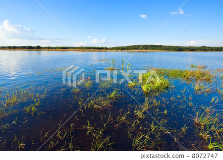 Summer rushy lake Summer rushy lake 8072747