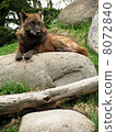 Shinlin Wolf _a 3 8072840