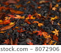 Fallen leaves  8072906