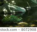 Moss 8072908