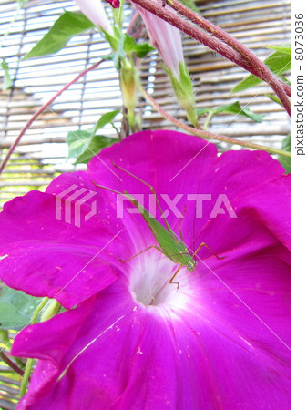 Morning glory and Ashigrot Tsumugi Morning glory and Ashigrot Tsumugi 8073036