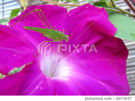 Morning glory and Ashigrot Tsumugi Morning glory and Ashigrot Tsumugi 8073037