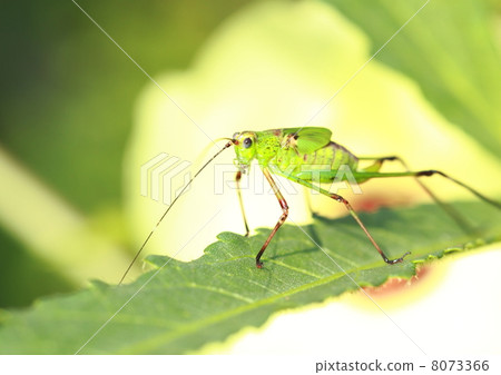 Larvae of Asegrotus beetle 8073366