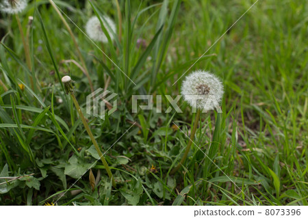 Dandelion 8073396
