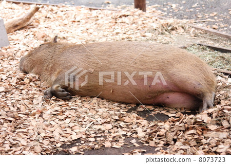 Capybara 8073723