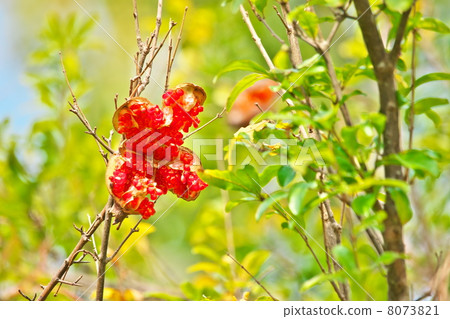 pomegranate  8073821