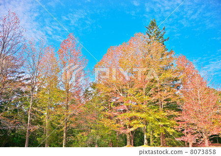 Maple-leaf Sycamore 8073858