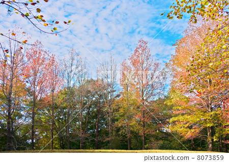 Maple-leaf Sycamore 8073859