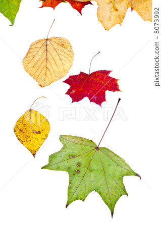 deciduous birch aspen maple and many autumn leaves 8073992