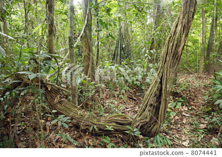 Liana growing in tropical rainforest in the Peruvian Amazon 8074441
