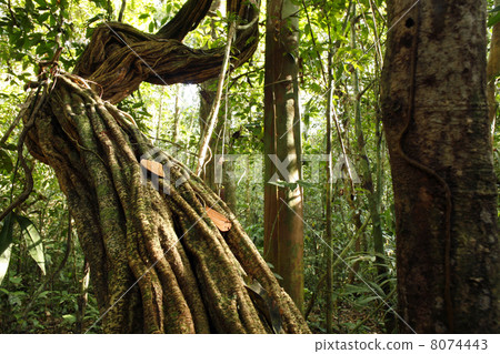Liana growing in tropical rainforest in the Peruvian Amazon 8074443