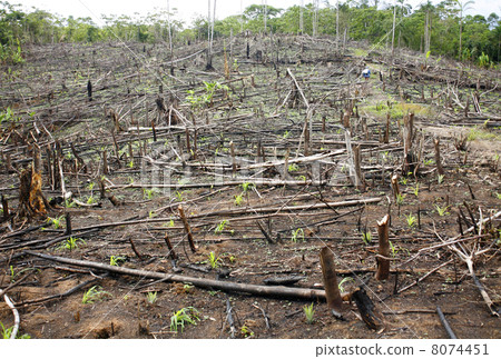 Slash and burn cultivation in the Peruvian Amazon 8074451