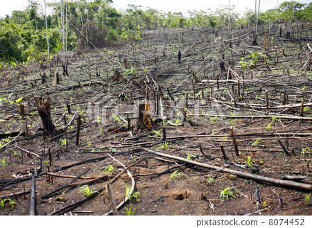 Slash and burn cultivation in the Peruvian Amazon 8074452