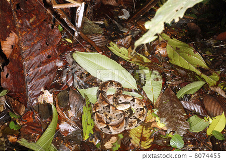 Brazilian Lancehead (Bothrops brazili) on the rainforest floor n 8074455