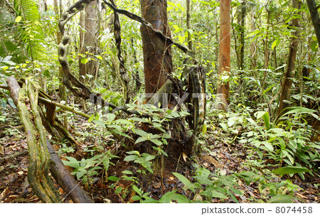Monkey Ladder lianas (Bauhinia sp.) in tropical rainforest near 8074458