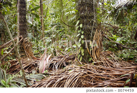 Spiny trunks of the Chambira palm (Astrocaryum chambira) growing Spiny trunks of the Chambira palm (Astrocaryum chambira) growing 8074459