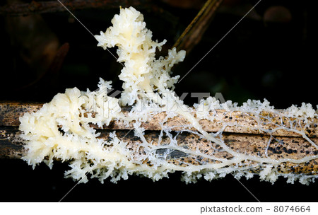 Plasmodium stage of a slime mould. Moves over the surface like a 8074664