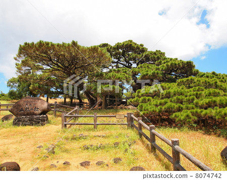 久米島/松樹的五個分支 8074742