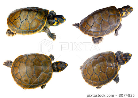 Amazon River Turtle hatchlings (Podocnemis unifilis) 8074825