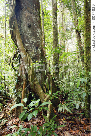 Large tree in the interior of tropical rainforest in Peru with a liana in foreground 8074829