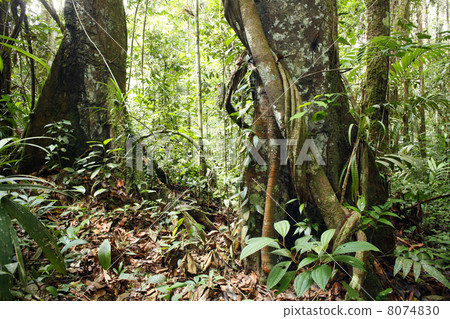 Large trees in the interior of tropical rainforest in Peru with a liana in foreground 8074830