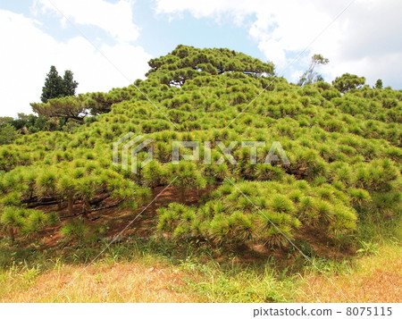Kumejima / five branches of pine Kumejima / five branches of pine 8075115