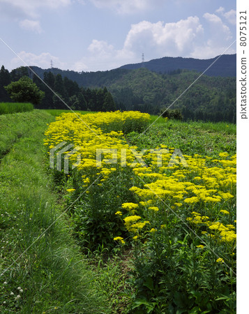 A maiden flower 8075121