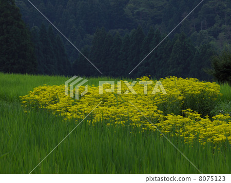 A maiden flower 8075123