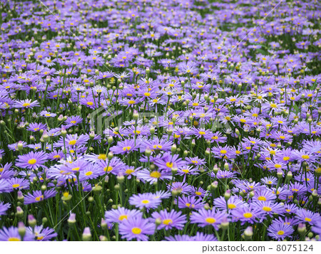 Kitayama Yuzen Kiku 8075124