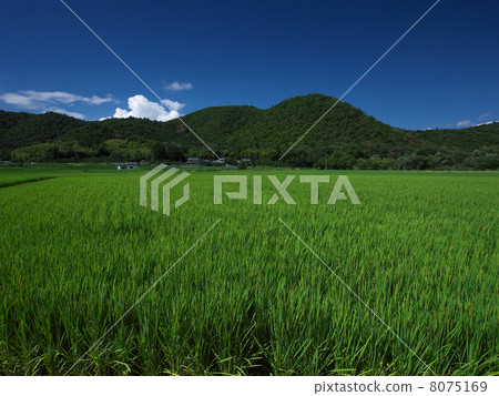 鄉村景觀 8075169