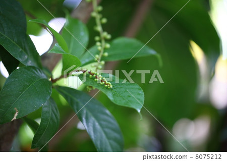 Buds of sagaribana 8075212